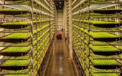 绿墙生穗：垂直农业里的城市生长诗