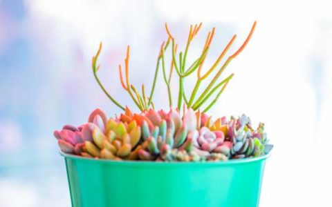 阳光织就的诗行