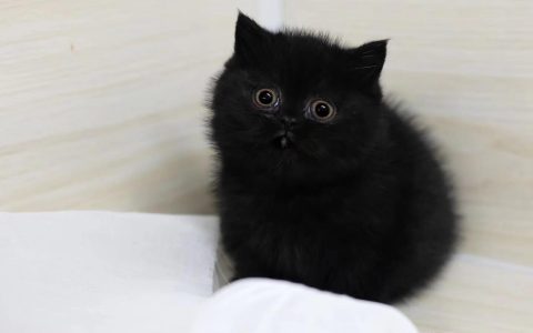 当人类沦为猫奴：一场没有硝烟的家庭主权争夺战