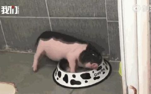 我家猪队友的逆袭之路