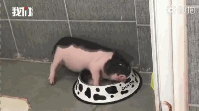 我家猪队友的逆袭之路
