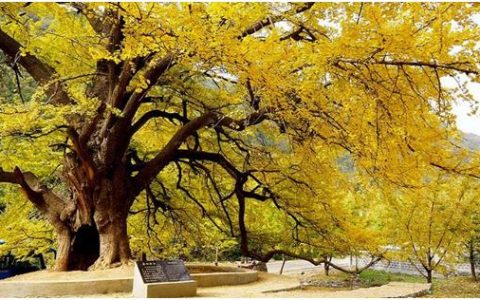 梧桐影里的光阴