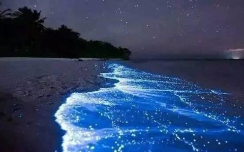 荧光海与奶茶杯：一个粉丝社群里的经济微光