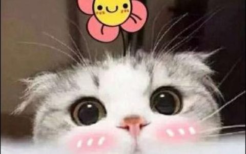 宠物：人类生命中温暖的同行者