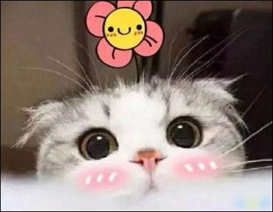 宠物：人类生命中温暖的同行者