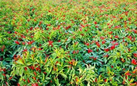 田里那些事儿：庄稼汉的快乐你想象不到