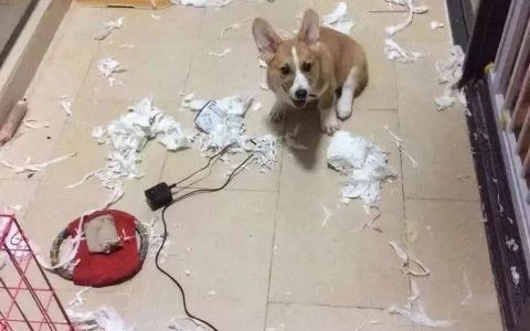 从萌宠视频到品牌帝国：IP 孵化其实没你想的那么难