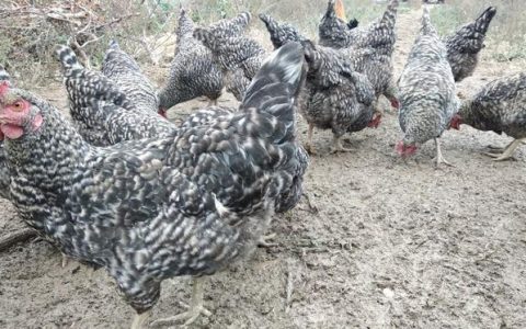 养殖场里的 “显眼包” 们：鸡飞猪跳的欢乐日常