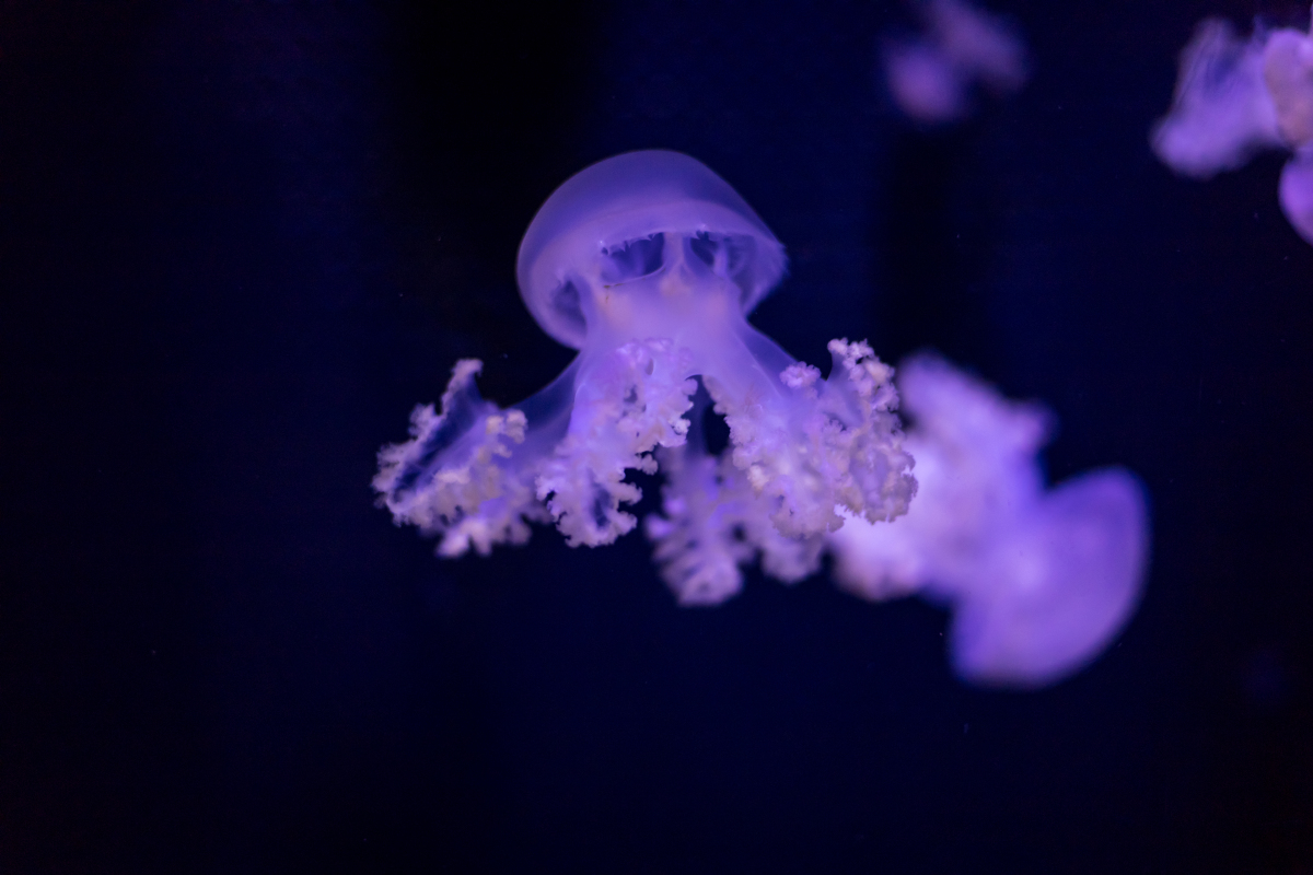 生肖的阴阳历法之谜：传统与现代的交汇(生肖是按照阴历还是按照阳历)